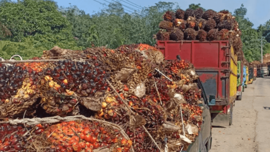 Harga TBS Kelapa Sawit Bengkulu Naik Rp100 per Kilogram