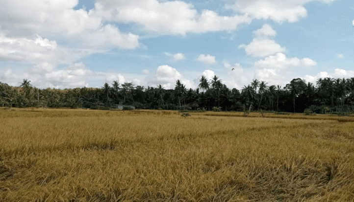Produksi Padi Bantul Capai 32.000 Ton, Teknologi dan Harga Serapan Jadi Kunci Sukses