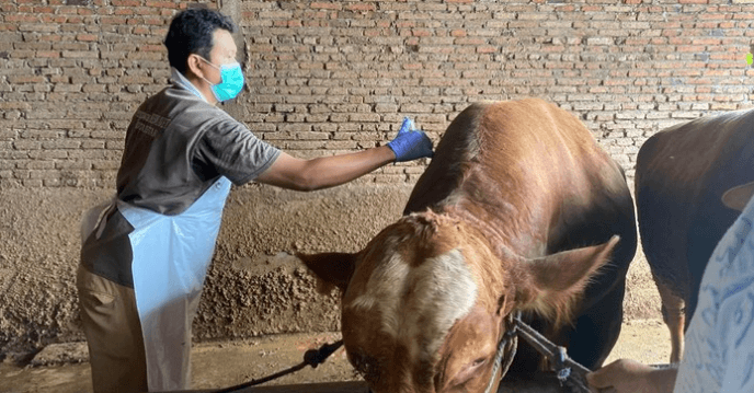 Pemerintah Siapkan Vaksinasi Cegah Penyebaran Antraks Jelang Idul Adha