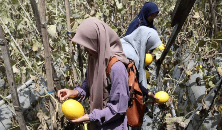Panen Melon Premium Jadi Bagian Edukasi Hortikultura di Aceh Besar