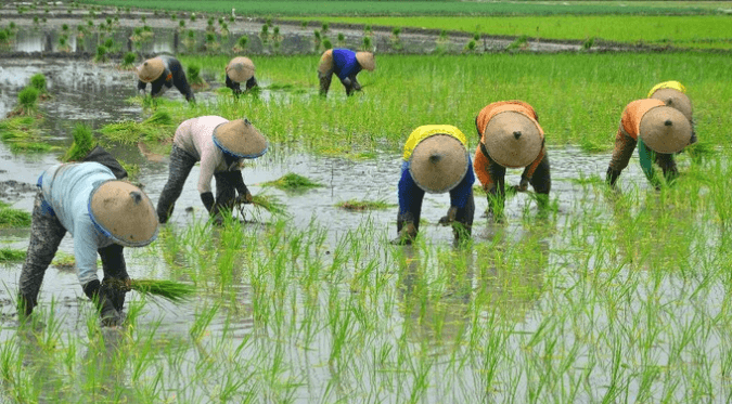 Strategi BUMN Pangan untuk Swasembada: Produksi Benih Padi Unggul Terintegrasi