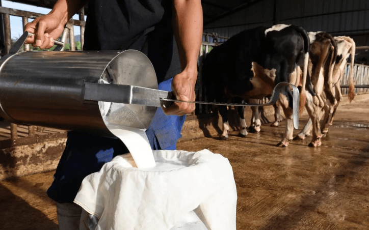 Program Makan Bergizi Gratis Dongkrak Produksi Susu Lokal dan Ekonomi Warga Cimahi