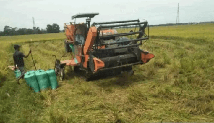 Dinas Pertanian Purwakarta Dorong Percepatan Tanam Padi, Targetkan 5.405 Hektare dalam Sebulan