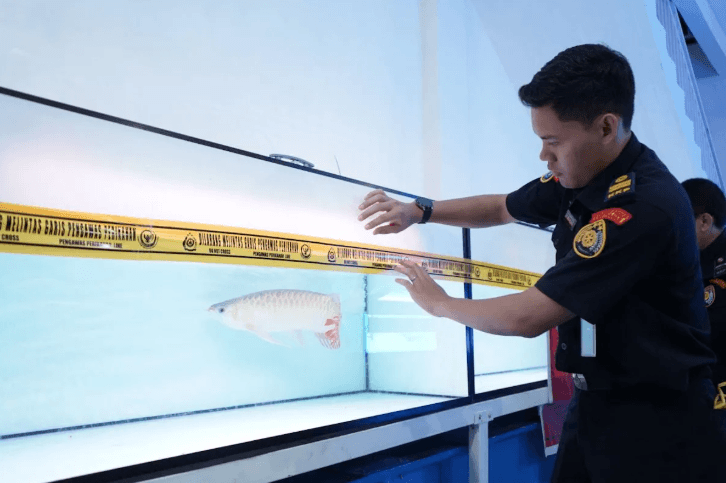 KKP Segel Penjualan Ikan Arwana Super Red Tanpa Izin di Pontianak