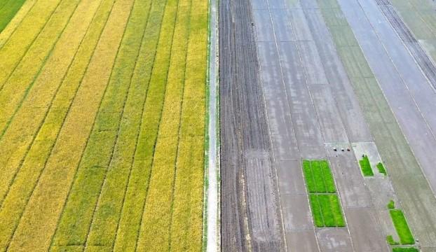 Potret Udara Persawahan, Jawa Timur Catat Luas Tanam Padi Tertinggi Nasional