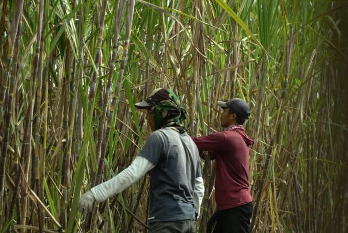 PG Glenmore Rekrut Tenaga Kerja Musim Giling 2025, Targetkan Produksi 1 Juta Ton Tebu