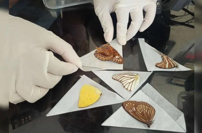 Ribuan Opsetan Kupu-Kupu Asal Sultra Diekspor ke AS dan Belanda Usai Lolos Pemeriksaan Karantina