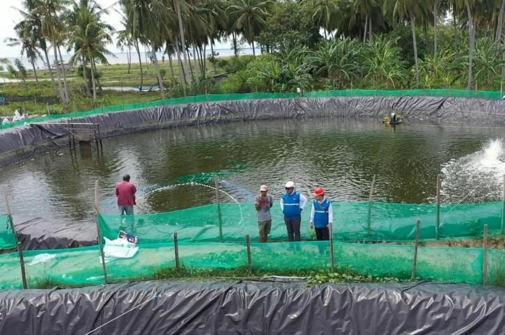 PLN Salurkan Energi Hijau ke Tambak Udang, Efisiensi Biaya Capai Rp6,6 Juta Per Bulan