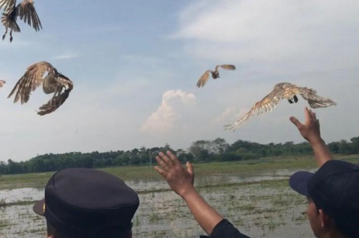 Pemkab Majalengka Terima 1.000 Burung Hantu untuk Kendalikan Hama Tikus di Sawah