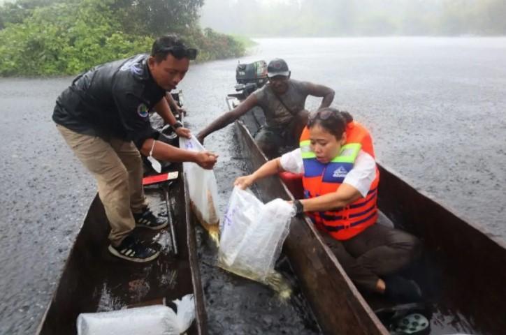KKP Lepasliarkan 234 Ekor Arwana Irian di Taman Nasional Wasur untuk Jaga Populasi