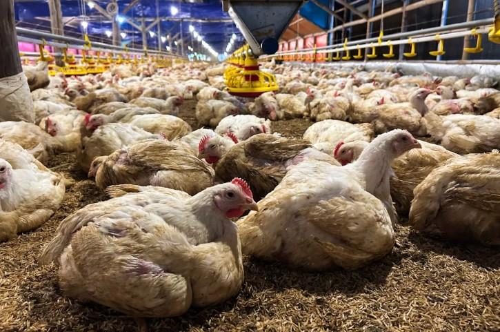 Kementan dan KPUN Sinergi Stabilkan Harga Ayam Hidup Demi Lindungi Peternak Mandiri