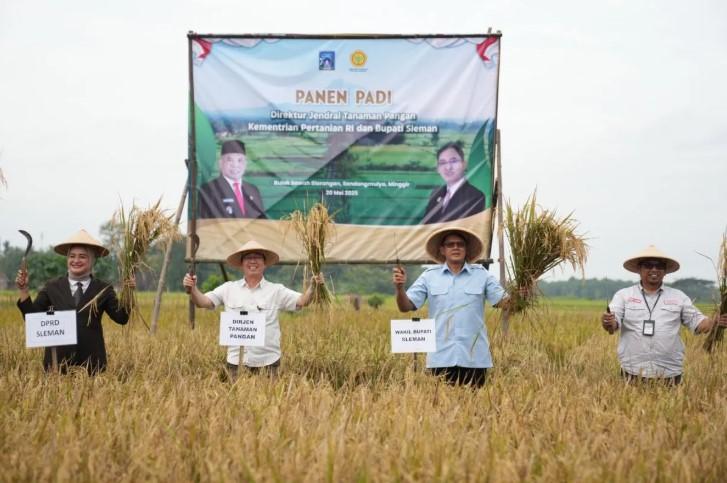 Panen dan Percepatan Tanam Padi di Sleman Dihadiri Wakil Bupati dan Dirjen Kementan