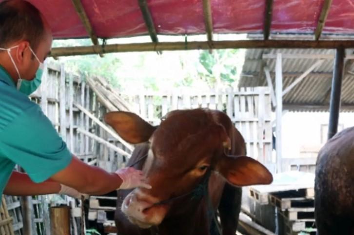 Pemprov DKI Imbau Warga Beli Hewan Kurban di Tempat Resmi yang Sudah Diperiksa