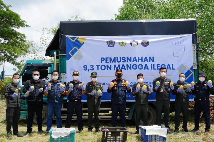 Bea Cukai Musnahkan 9,3 Ton Mangga Ilegal Asal Thailand Demi Cegah Ancaman Pertanian Lokal
