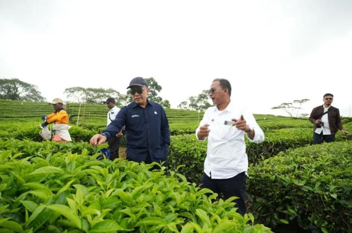 PTPN IV PalmCo Raih Laba Positif untuk Teh dan Karet Setelah Lebih dari Dua Dekade