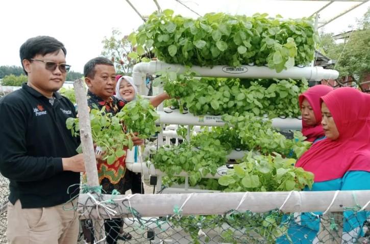 Sudin KPKP Kepulauan Seribu Kembangkan Pertanian Hidroponik Bersama Warga