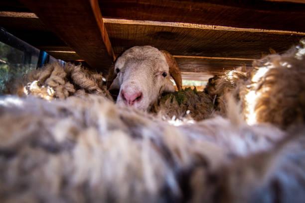 Irham Jafar Usulkan Peternakan Kambing Rakyat