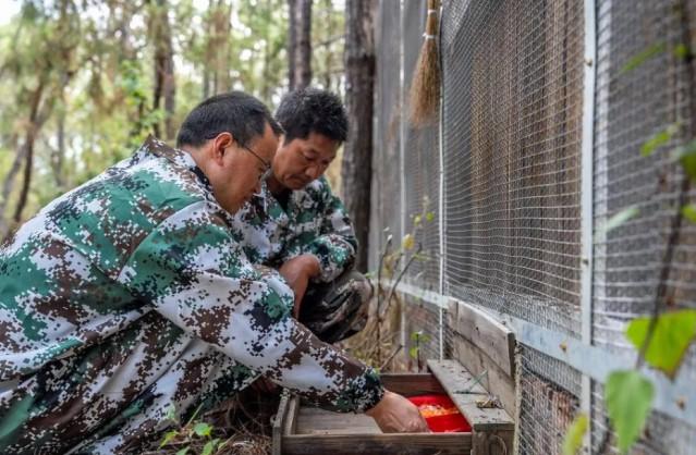 Keberhasilan Pembiakan Alami di Habitat Buatan Jadi Langkah Penting Konservasi