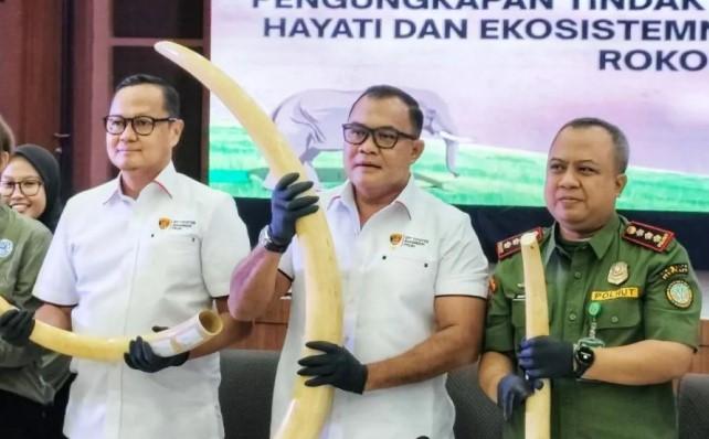 Nilai Gading Gajah Ilegal yang Disita Capai Rp2,3 Miliar, Bareskrim Tetapkan Empat Tersangka