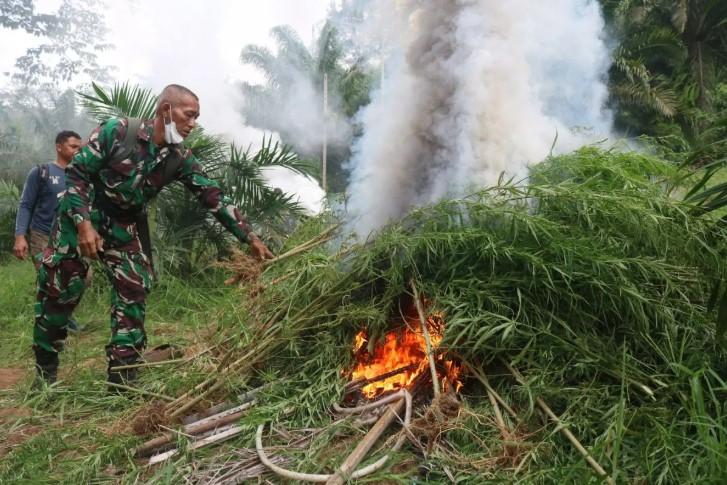 Ladang Ganja Empat Hektare di Aceh Utara Dimusnahkan, Pelaku Masih Diburu