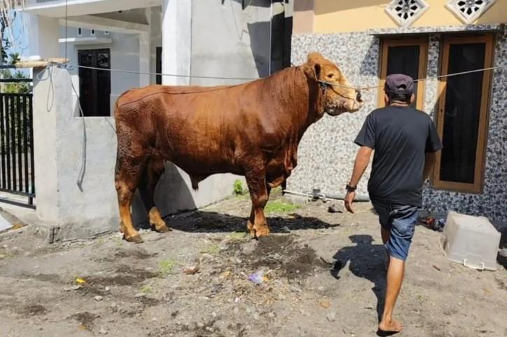 Presiden Prabowo Serahkan Sapi Kurban 1 Ton untuk Warga Lombok Timur, Simbol Dukungan Terhadap Peternakan Lokal
