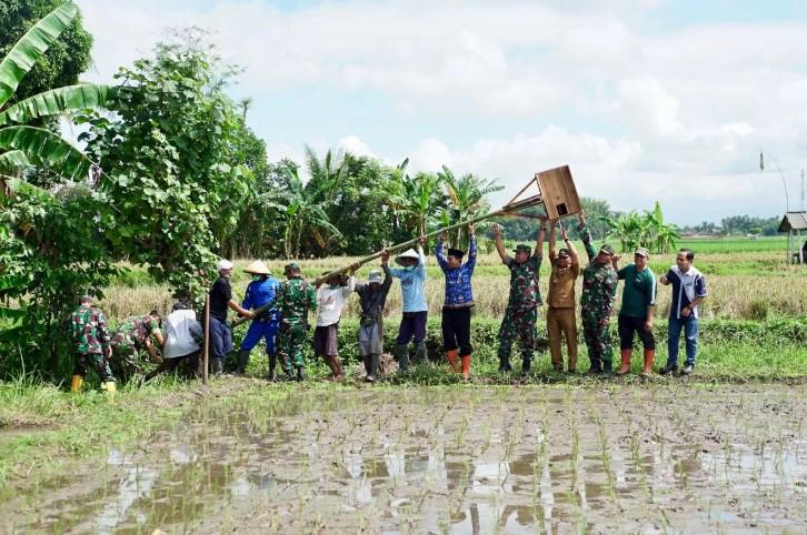 Ratusan Burung Hantu Dilepas Banyuwangi untuk Kendalikan Hama Tikus Sawah