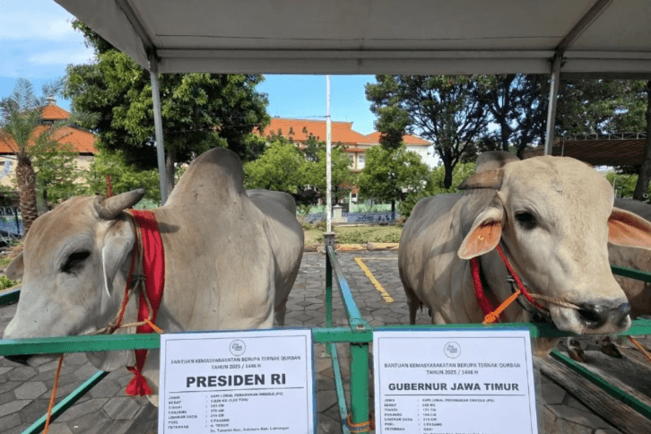 Presiden Prabowo, Khofifah, dan Emil Dardak Serahkan Sapi Kurban untuk Masyarakat Jawa Timur