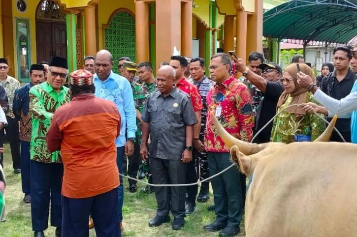 Presiden dan Pemprov Papua Barat Sumbang Sapi Kurban ke Masjid-Masjid di Kaimana