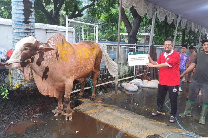 Gubernur DKI Jakarta Sumbang Sapi Kurban 1 Ton ke Yayasan Haji Lulung, Daging Dibagikan ke Seluruh Wilayah Jakarta