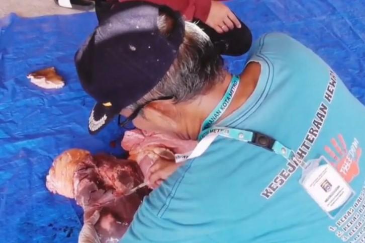 Puluhan Kasus Cacing Hati Ditemukan pada Hewan Kurban di Kota Metro