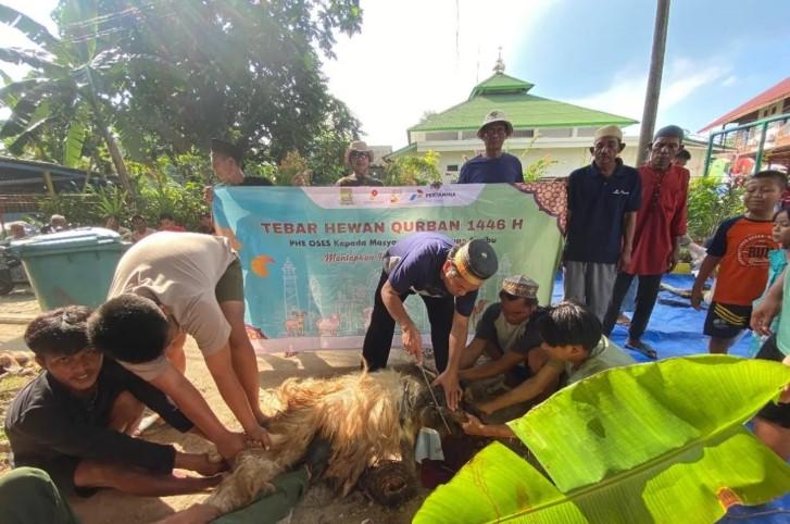 PHE OSES Salurkan 32 Hewan Kurban ke 15 Lokasi Pesisir dan Kepulauan