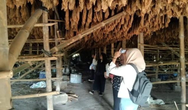 Mahasiswa Kunjungi Kebun Helvetia, Pelajari Langsung Budidaya Tembakau Berkelas Ekspor