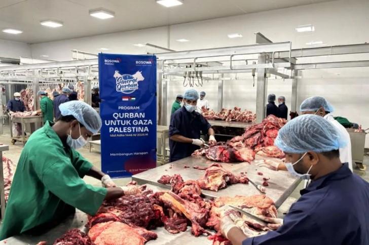 Bosowa Peduli Salurkan Daging Kurban untuk Warga Gaza, Potong Hewan di India dan Kirim Secara Frozen