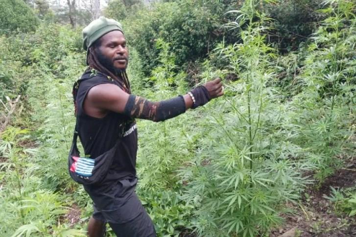 Kebun Ganja KKB Egianus Kogoya Terungkap, Satgas Temukan Bukti Foto hingga Amunisi
