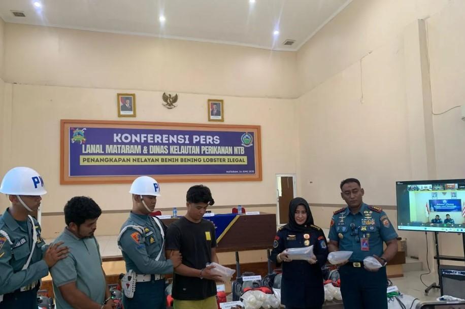 TNI AL dan Pemprov NTB Gagalkan Penyelundupan 51.233 Benih Lobster oleh Nelayan Ilegal Asal Lampung