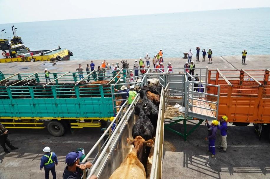 Badan Karantina Pastikan 1.600 Sapi Perah Impor ke Jawa Timur Bebas Penyakit Demi Dukung Program Nasional