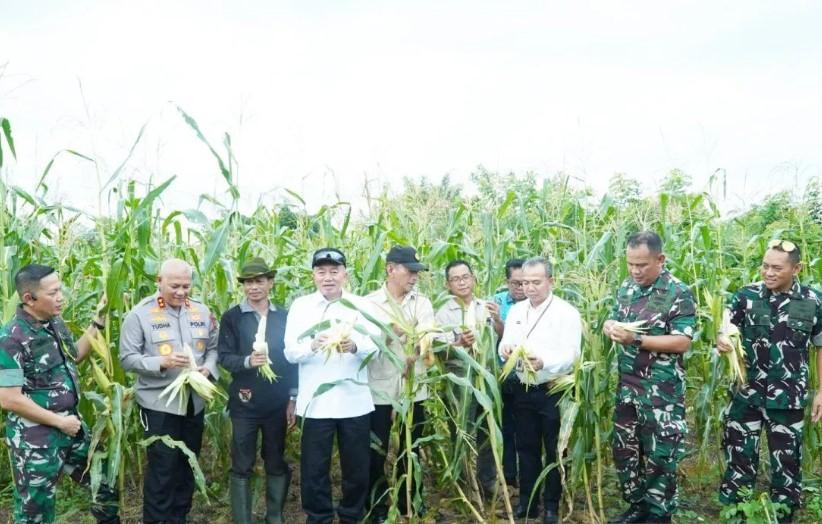 ULM Panen Jagung dan Kopi di Kebun Edukasi 10 Hektare, Dorong Ketahanan Pangan Nasional