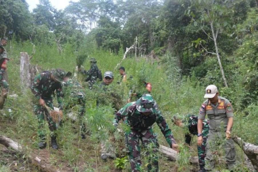 Kodim 0212/Tapanuli Selatan Musnahkan 30.000 Pohon Ganja di Perbukitan Tor Sihite Mandailing Natal