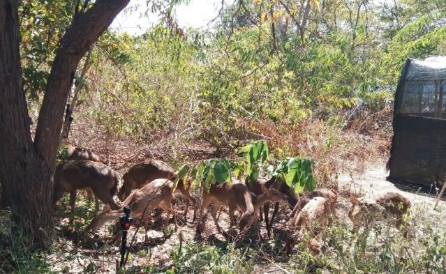Bali Zoo dan BKSDA Lepasliarkan 12 Rusa Timor di Taman Nasional Bali Barat untuk Perkuat Populasi Liar