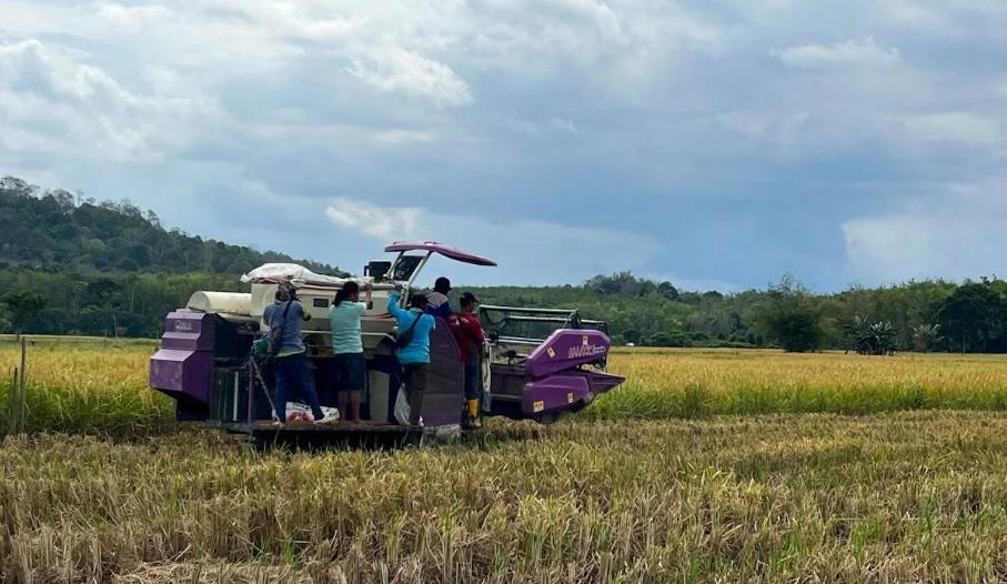 Cetak Sawah Rakyat 30 Ribu Hektare di Kalsel, Kementan Genjot Produksi dan Kemandirian Pangan