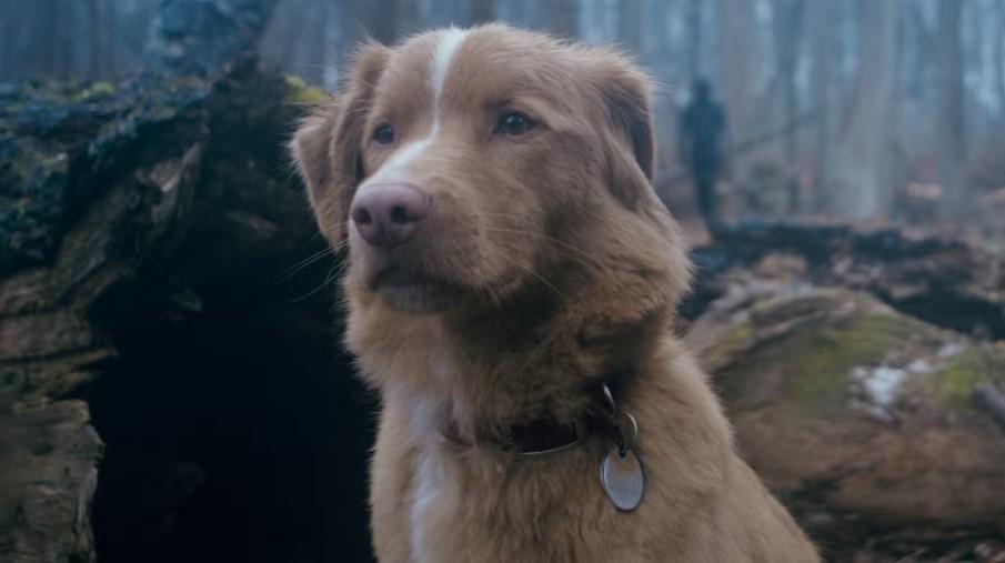 Trailer Good Boy Perlihatkan Horor dari Perspektif Seekor Anjing