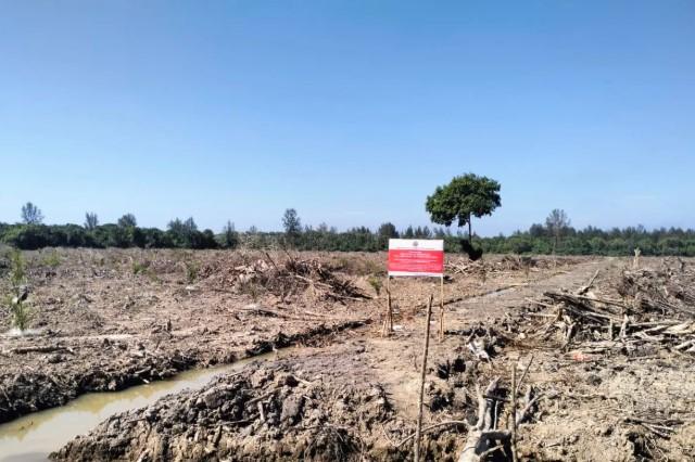 Kemenhut Hentikan Perambahan 500 Hektare Hutan Mangrove untuk Sawit di Aceh Tamiang