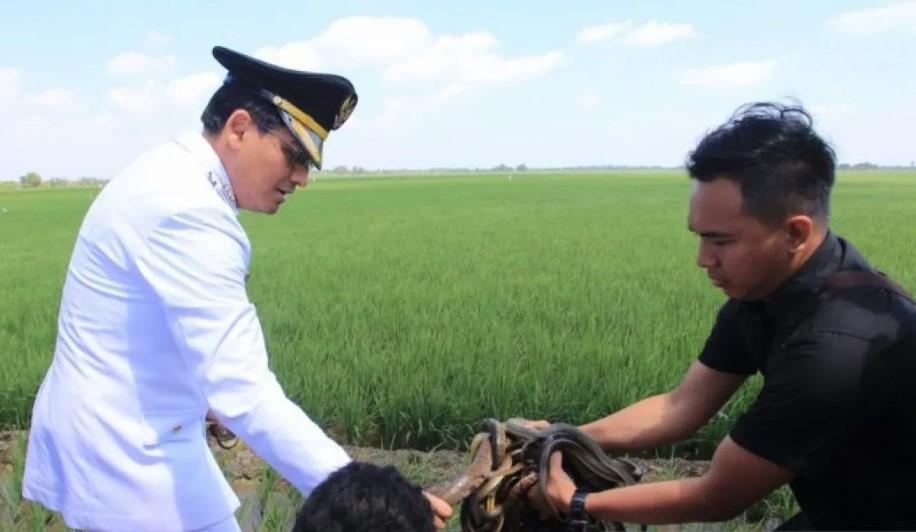 Bupati Indramayu Lepas 10 Ribu Ular di Sawah untuk Kendalikan Hama Tikus