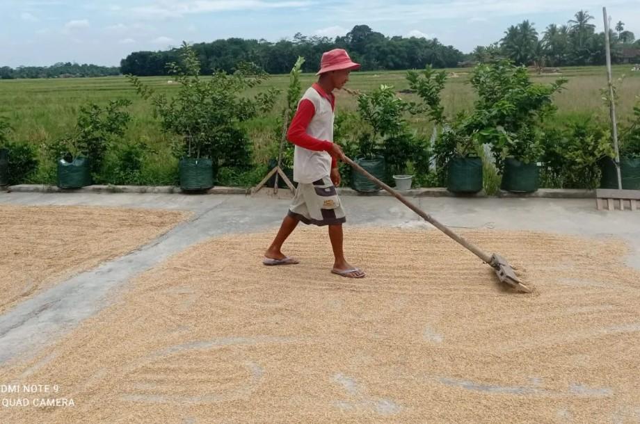 BUMD Niaga Lebak Siap Tampung Gabah Petani untuk Dorong Ekonomi dan Swasembada Pangan