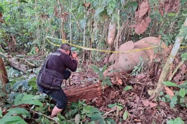Gajah Sumatra Ditemukan Mati di Aceh Timur, Penyebab Kematian Masih Diselidiki