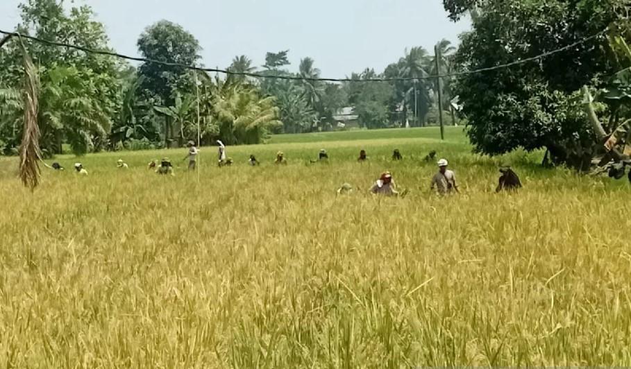 Bulog Sumut Serap 32.000 Ton Gabah, Stok Pangan Tercatat 47.570 Ton