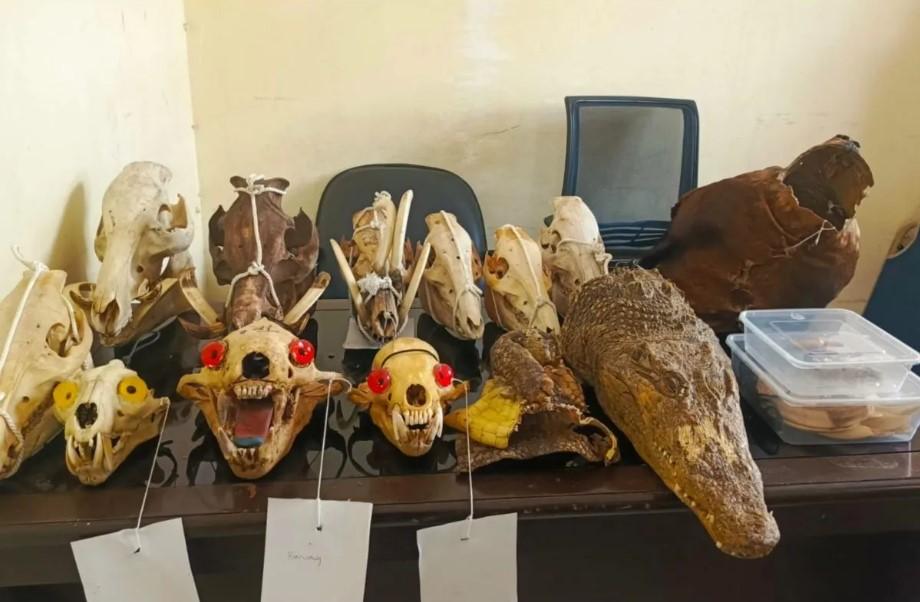 Jaringan Perdagangan Satwa Liar Dilindungi di Malang Terbongkar, Satu Tersangka Ditangkap