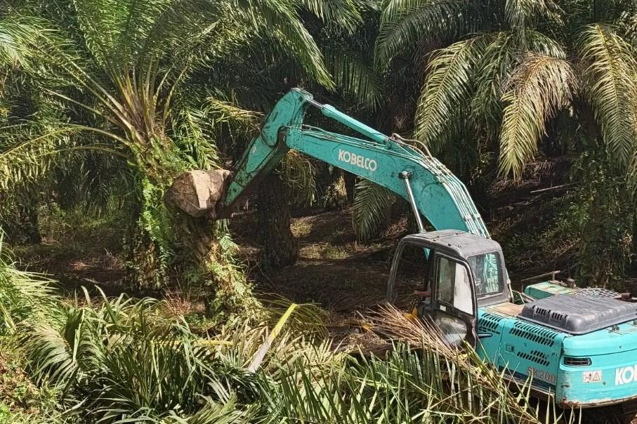 Kemenhut dan Satgas PKH Musnahkan 360 Hektare Kebun Sawit Ilegal di Taman Nasional Gunung Leuser