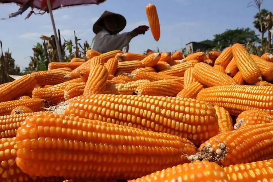 Kementan Siapkan Langkah Antisipatif untuk Jaga Stabilitas Harga Jagung Pakan Ternak