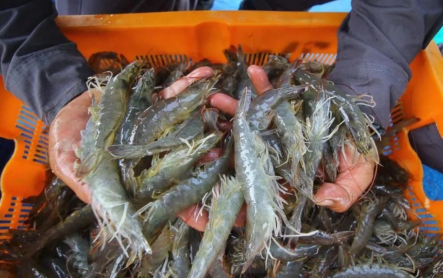 KKP Gandeng Bapeten Perketat Pengawasan Radioaktif pada Ekspor Udang Beku